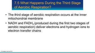 © Cengage Learning 2015
7.5 What Happens During the Third Stage
of Aerobic Respiration?
• The third stage of aerobic respiration occurs at the inner
mitochondrial membrane
• NADH and FADH2 (produced during the first two stages of
aerobic respiration) deliver electrons and hydrogen ions to
electron transfer chains
 