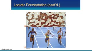 © Cengage Learning 2015
Lactate Fermentation (cont’d.)
B
C
 