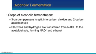 © Cengage Learning 2015
Alcoholic Fermentation
• Steps of alcoholic fermentation:
– 3-carbon pyruvate is split into carbon dioxide and 2-carbon
acetaldehyde
– Electrons and hydrogen are transferred from NADH to the
acetaldehyde, forming NAD+ and ethanol
 