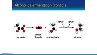 © Cengage Learning 2015
Alcoholic Fermentation (cont’d.)
pyruvate
carbon
dioxide acetaldehyde
NAD+NADH
+
ethanol
 
