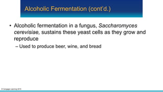 © Cengage Learning 2015
Alcoholic Fermentation (cont’d.)
• Alcoholic fermentation in a fungus, Saccharomyces
cerevisiae, sustains these yeast cells as they grow and
reproduce
– Used to produce beer, wine, and bread
 