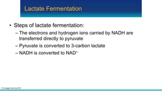 © Cengage Learning 2015
Lactate Fermentation
• Steps of lactate fermentation:
– The electrons and hydrogen ions carried by NADH are
transferred directly to pyruvate
– Pyruvate is converted to 3-carbon lactate
– NADH is converted to NAD+
 