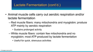 © Cengage Learning 2015
Lactate Fermentation (cont’d.)
• Animal muscle cells carry out aerobic respiration and/or
lactate fermentation
– Red muscle fibers: many mitochondria and myoglobin; produce
ATP mainly by aerobic respiration
• Sustains prolonged activity
– White muscle fibers: contain few mitochondria and no
myoglobin; most ATP produced by lactate fermentation
• Useful for quick, strenuous activities
 