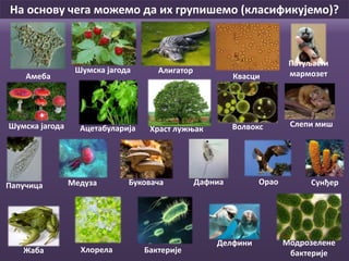 Бактерије
Модрозелене
бактерије
Квасци
Хлорела
Папучица
Ацетабуларија Храст лужњак
Амеба
АлигаторШумска јагода
Шумска јагода
ДафниаБуковача
Патуљасти
мармозет
Волвокс
Жаба
Медуза СунђерОрао
Делфини
Слепи миш
На основу чега можемо да их групишемо (класификујемо)?
 