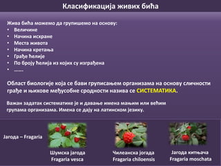 Како можемо да их групишемо (класификујемо)?
Област биологије која се бави груписањем организама на основу сличности
грађе и њихове међусобне сродности назива се СИСТЕМАТИКА.
Жива бића можемо да групишемо на основу:
• Величине
• Начина исхране
• Места живота
• Начина кретања
• Грађе ћелије
• По броју ћелија из којих су изграђена
• …….
Класификација живих бића
Важан задатак систематике је и давање имена мањим или већим
групама организама. Имена се дају на латинском језику.
Јагода – Fragaria
Шумска јагода
Fragaria vesca
Чилеанска јогада
Fragaria chiloensis
Јагода китњача
Fragaria moschata
 