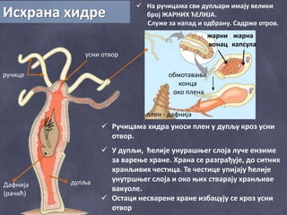 Исхрана хидре
 На ручицама сви дупљари имају велики
број ЖАРНИХ ЋЕЛИЈА.
Служе за напад и одбрану. Садрже отров.
усни отвор
ручице
дупљаДафнија
(рачић)
жарни
конац
жарна
капсула
плен - дафнија
обмотавање
конца
око плена
 Ручицама хидра уноси плен у дупљу кроз усни
отвор.
 У дупљи, ћелије унурашњег слоја луче ензиме
за варење хране. Храна се разграђује, до ситних
хранљивих честица. Те честице упијају ћелије
унутршњег слоја и око њих стварају хранљиве
вакуоле.
 Остаци несварене хране избацују се кроз усни
отвор
 