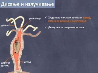 Дисање и излучивање
усни отвор
ручице
дупљадафнија
(рачић)
 Хидра као и остали дупљари немају
органе за дисање и излучивање
 Дишу целом површином тела
 