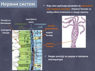 Нервни систем  Код свих дупљара развијен је мрежасти
тип нервног система. Нервне ћелије су
међусобно повезане и граде мрежу.
спољашњи
слој
унутрашњи
слој
пихтијаста
маса
жарне
ћелије
жлездане
ћелије
ћелије са
бичевима
нервне
ћелије
ћелије
пријемници
 Хидре реагују на додир и промену
температуре
 