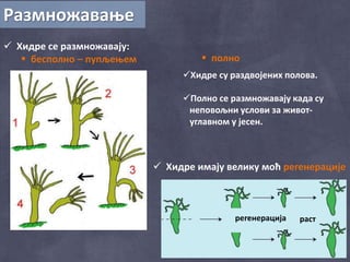 Размножавање
 Хидре се размножавају:
 бесполно – пупљењем  полно
Хидре су раздвојених полова.
Полно се размножавају када су
неповољни услови за живот-
углавном у јесен.
 Хидре имају велику моћ регенерације
растрегенерација
 