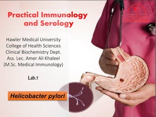 Practical Immunology
and Serology
Lab.7
Hawler Medical University
College of Health Sciences
Clinical Biochemistry Dept.
Ass. Lec. Amer Ali Khaleel
(M.Sc. Medical Immunology)
Helicobacter pylori
 