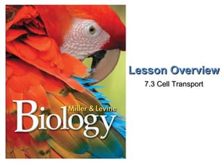 Homeostasis and cell transport worksheet answers