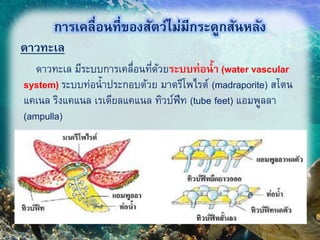ดาวทะเล
10
การเคลื่อนที่ของสัตว์ไม่มีกระดูกสันหลัง
ดาวทะเล มีระบบการเคลื่อนที่ด้วยระบบท่อน้า (water vascular
system) ระบบท่อน้าประกอบด้วย มาดรีโพไรต์ (madraporite) สโตน
แคเนล ริงแคแนล เรเดียลแคแนล ทิวบ์ฟีท (tube feet) แอมพูลลา
(ampulla)
 