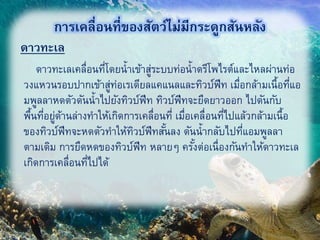 ดาวทะเล
11
การเคลื่อนที่ของสัตว์ไม่มีกระดูกสันหลัง
ดาวทะเลเคลื่อนที่โดยน้าเข้าสู่ระบบท่อน้าดรีโพไรต์และไหลผ่านท่อ
วงแหวนรอบปากเข้าสู่ท่อเรเดียลแคแนลและทิวบ์ฟีท เมื่อกล้ามเนื้อที่แอ
มพูลลาหดตัวดันน้าไปยังทิวบ์ฟีท ทิวบ์ฟีทจะยืดยาวออก ไปดันกับ
พื้นที่อยู่ด้านล่างทาให้เกิดการเคลื่อนที่ เมื่อเคลื่อนที่ไปแล้วกล้ามเนื้อ
ของทิวบ์ฟีทจะหดตัวทาให้ทิวบ์ฟีทสั้นลง ดันน้ากลับไปที่แอมพูลลา
ตามเดิม การยืดหดของทิวบ์ฟีท หลายๆ ครั้งต่อเนื่องกันทาให้ดาวทะเล
เกิดการเคลื่อนที่ไปได้
 