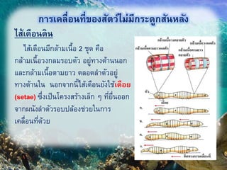 ไส้เดือนดิน
13
การเคลื่อนที่ของสัตว์ไม่มีกระดูกสันหลัง
ไส้เดือนมีกล้ามเนื้อ 2 ชุด คือ
กล้ามเนื้อวงกลมรอบตัว อยู่ทางด้านนอก
และกล้ามเนื้อตามยาว ตลอดลาตัวอยู่
ทางด้านใน นอกจากนี้ไส้เดือนยังใช้เดือย
(setae) ซึ่งเป็นโครงสร้างเล็ก ๆ ที่ยื่นออก
จากผนังลาตัวรอบปล้องช่วยในการ
เคลื่อนที่ด้วย
 