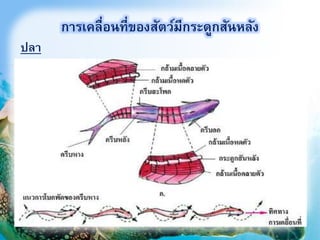 ปลา
19
การเคลื่อนที่ของสัตว์มีกระดูกสันหลัง
 