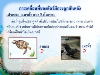 เต่าทะเล แมวน้า และ สิงโตทะเล
21
การเคลื่อนที่ของสัตว์มีกระดูกสันหลัง
สัตว์กลุ่มนี้จะมีขาคู่หน้าที่เปลี่ยนแปลงไปมีลักษณะเป็นพาย เรียกว่า
ฟลิบเปอร์ ช่วยในการพัดโบกร่วมกับส่วนประกอบอื่นของร่างกาย ทาให้
เคลื่อนที่ในน้าได้เป็นอย่างดี
 