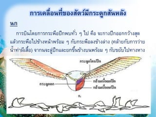 นก
23
การเคลื่อนที่ของสัตว์มีกระดูกสันหลัง
การบินโดยการกระพือปีกพบทั่ว ๆ ไป คือ จะกางปีกออกกว้างสุด
แล้วกระพือไปข้างหน้าพร้อม ๆ กับกระพือลงข้างล่าง (คล้ายกับการว่าย
น้าท่าผีเสื้อ) จากนจะลู่ปีกและยกขึ้นข้างบนพร้อม ๆ กับขยับไปทางหาง
 