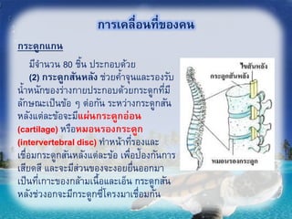 การเคลื่อนที่ของคน
มีจานวน 80 ชิ้น ประกอบด้วย
(2) กระดูกสันหลัง ช่วยค้าจุนและรองรับ
น้าหนักของร่างกายประกอบด้วยกระดูกที่มี
ลักษณะเป็นข้อ ๆ ต่อกัน ระหว่างกระดูกสัน
หลังแต่ละข้อจะมีแผ่นกระดูกอ่อน
(cartilage) หรือหมอนรองกระดูก
(intervertebral disc) ทาหน้าที่รองและ
เชื่อมกระดูกสันหลังแต่ละข้อ เพื่อป้องกันการ
เสียดสี และจะมีส่วนของจะงอยยื่นออกมา
เป็นที่เกาะของกล้ามเนื้อและเอ็น กระดูกสัน
หลังช่วงอกจะมีกระดูกซี่โครงมาเชื่อมกัน
กระดูกแกน
28
 