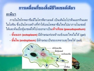 อะมีบา
3
ภายในไซโทพลาซึมมีไมโครฟิลาเมนต์ เป็นเส้นใยโปรตีนแอกทินและ
ไมโอซิน ซึ่งเป็นโครงสร้างที่ทาให้เอนโดพลาซึมไหลไปมาภายในเซลล์
ได้และดันเยื่อหุ้มเซลล์ให้โป่งออกมาเป็นเท้าเทียม (pseudopodium)
- ชั้นนอก (ectoplasm) มีลักษณะค่อนข้างแข็งและไหลไม่ได้ (gel)
- ชั้นใน (endoplasm) มีลักษณะเป็นของเหลวและไหลได้ (sol)
การเคลื่อนที่ของสิ่งมีชีวิตเซลล์เดียว
 
