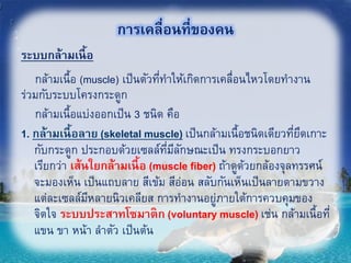 การเคลื่อนที่ของคน
ระบบกล้ามเนื้อ
กล้ามเนื้อ (muscle) เป็นตัวที่ทาให้เกิดการเคลื่อนไหวโดยทางาน
ร่วมกับระบบโครงกระดูก
กล้ามเนื้อแบ่งออกเป็น 3 ชนิด คือ
1. กล้ามเนื้อลาย (skeletal muscle) เป็นกล้ามเนื้อชนิดเดียวที่ยึดเกาะ
กับกระดูก ประกอบด้วยเซลล์ที่มีลักษณะเป็น ทรงกระบอกยาว
เรียกว่า เส้นใยกล้ามเนื้อ (muscle fiber) ถ้าดูด้วยกล้องจุลทรรศน์
จะมองเห็น เป็นแถบลาย สีเข้ม สีอ่อน สลับกันเห็นเป็นลายตามขวาง
แต่ละเซลล์มีหลายนิวเคลียส การทางานอยู่ภายใต้การควบคุมของ
จิตใจ ระบบประสาทโซมาติก (voluntary muscle) เช่น กล้ามเนื้อที่
แขน ขา หน้า ลาตัว เป็นต้น
35
 