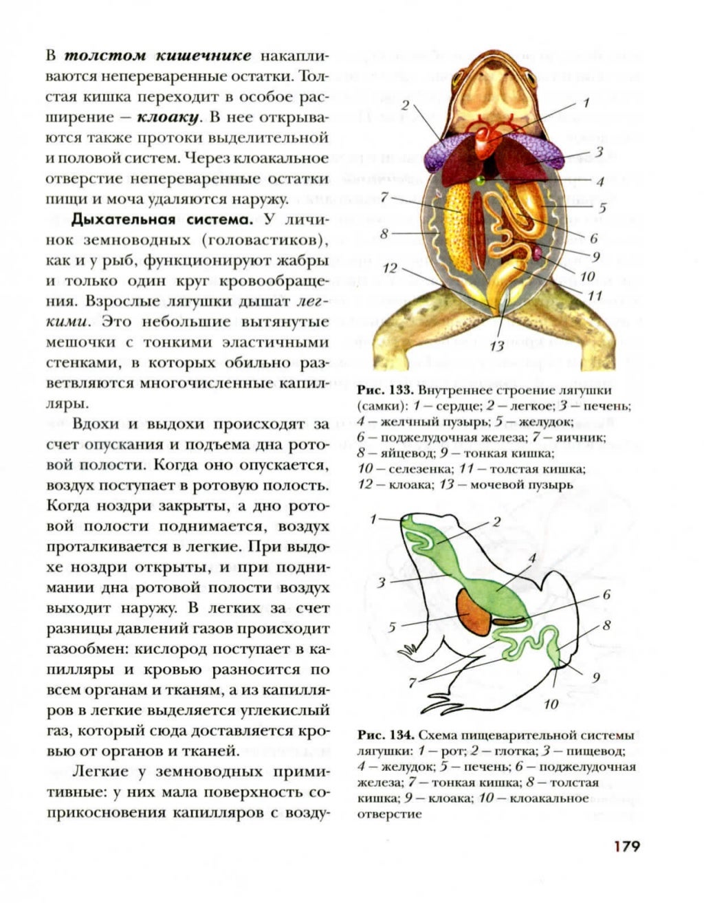 Деятельность внутренних органов лягушки. Внутреннее строение лягушки.