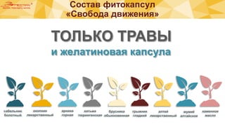 Состав фитокапсул
«Свобода движения»
сабельник
болотный
окопник
лекарственный
арника
горная
хатьма
тюрингенская
грыжник
гладкий
мумиё
алтайское
брусника
обыкновенная
ТОЛЬКО ТРАВЫ
и желатиновая капсула
алтей
лекарственный
каменное
масло
 