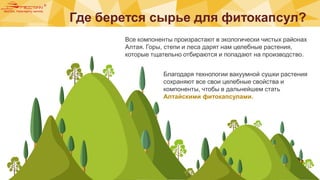 Где берется сырье для фитокапсул?
Все компоненты произрастают в экологически чистых районах
Алтая. Горы, степи и леса дарят нам целебные растения,
которые тщательно отбираются и попадают на производство.
Благодаря технологии вакуумной сушки растения
сохраняют все свои целебные свойства и
компоненты, чтобы в дальнейшем стать
Алтайскими фитокапсулами.
 