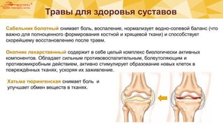 Травы для здоровья суставов
a
>
é
e
:
Сабельник болотный снимает боль, воспаление, нормализует водно-солевой баланс (что
важно для полноценного формирования костной и хрящевой ткани) и способствует
скорейшему восстановлению после травм.
Окопник лекарственный содержит в себе целый комплекс биологически активных
компонентов. Обладает сильным противовоспалительным, болеутоляющим и
противомикробным действием, активно стимулирует образование новых клеток в
повреждённых тканях, ускоряя их заживление.
Хатьма тюрингенская снимает боль и
улучшает обмен веществ в тканях.
 