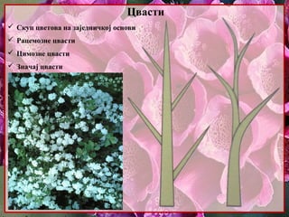 Цвасти
 Скуп цветова на заједничкој основи
 Рацемозне цвасти
 Цимозне цвасти
 Значај цвасти
 