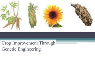Crop Improvement Through
Genetic Engineering
 