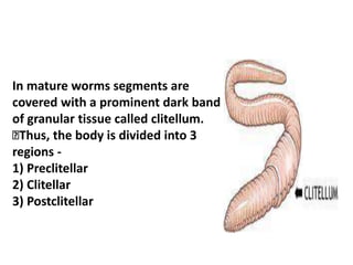 In mature worms segments are
covered with a prominent dark band
of granular tissue called clitellum.
Thus, the body is divided into 3
regions -
1) Preclitellar
2) Clitellar
3) Postclitellar
 