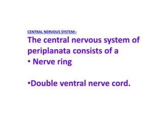 CENTRAL NERVOUS SYSTEM:-
The central nervous system of
periplanata consists of a
• Nerve ring
•Double ventral nerve cord.
 