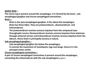 NERVE RING :-
The nerve ring is present around the oesophagus. It is formed by the brain , sub-
oesophageal ganglion and circum-oesophageal connectives.
Brain :-
Brain is the spra-oesophageal ganglion. It lies above the oesophagus.
Brain has three lobes. They are protocerebrum , deutocerebrum and
tritocerebrum.
The protocerebrum receives sensory impulses from the compound eyes
throughoptic nerves; Deutocerebrum receives sensory impulses from antennae
through antennal nerves; and tritocerebrum receives sensory impulses from the
labrum. Hence brain is principally sensory in nature.
Sub-oesophageal ganglion :-
Sub-oesophageal ganglion lies below the oesophagus.
It controls the movement of mouthparts, legs and wings. Hence it is the
principal motor center.
Circum-oesophageal connectives :-
A pair of circum-oesophageal connectives is present around the oesophagus,
connecting the tritocerebrum with the sub-oesophageal ganglion.
 