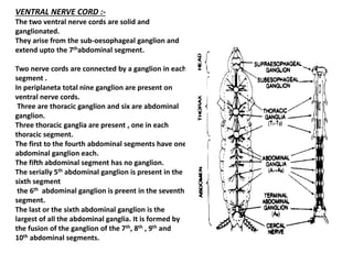 VENTRAL NERVE CORD :-
The two ventral nerve cords are solid and
ganglionated.
They arise from the sub-oesophageal ganglion and
extend upto the 7thabdominal segment.
Two nerve cords are connected by a ganglion in each
segment .
In periplaneta total nine ganglion are present on
ventral nerve cords.
Three are thoracic ganglion and six are abdominal
ganglion.
Three thoracic ganglia are present , one in each
thoracic segment.
The first to the fourth abdominal segments have one
abdominal ganglion each.
The fifth abdominal segment has no ganglion.
The serially 5th abdominal ganglion is present in the
sixth segment
the 6th abdominal ganglion is preent in the seventh
segment.
The last or the sixth abdominal ganglion is the
largest of all the abdominal ganglia. It is formed by
the fusion of the ganglion of the 7th, 8th , 9th and
10th abdominal segments.
 