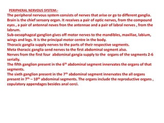 PERIPHERAL NERVOUS SYSTEM:-
The peripheral nervous system consists of nerves that arise or go to different ganglia.
Brain is the chief sensory organ. It receives a pair of optic nerves, from the compound
eyes , a pair of antennal neves fron the antennae and a pair of labral nerves , from the
labrum.
Sub-oesophageal ganglion gives off motor nerves to the mandibles, maxillae, labium,
wings and legs. It is the principal motor centre in the body.
Thoracic ganglia supply nerves to the parts of their respective segments.
Meta thoracic ganglia send nerves to the first abdominal segment also.
Nerves from the first four abdominal gangia supply to the organs of the segments 2-6
serially.
The fifth ganglion present in the 6th abdominal segment innervates the organs of that
segments.
The sixth ganglion present in the 7th abdominal segment innervates the all organs
present in 7th – 10th abdominal segments. The organs include the reproductive organs ,
copulatory appendages besides anal cerci.
 