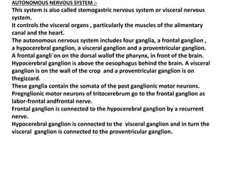 AUTONOMOUS NERVOUS SYSTEM :-
This system is also called stomogastric nervous system or visceral nervous
system.
It controls the visceral organs , particularly the muscles of the alimentary
canal and the heart.
The autonomous nervous system includes four ganglia, a frontal ganglion ,
a hypocerebral ganglion, a visceral ganglion and a proventricular ganglion.
A frontal gangli`on on the dorsal wallof the pharynx, in front of the brain.
Hypocerebral ganglion is above the oesophagus behind the brain. A visceral
ganglion is on the wall of the crop and a proventricular ganglion is on
thegizzard.
These ganglia contain the somata of the post ganglionic motor neurons.
Pregnglionic motor neurons of tritocerebrum go to the frontal ganglion as
labor-frontal andfrontal nerve.
Frontal ganglion is connected to the hypocerebral ganglion by a recurrent
nerve.
Hypocerebral ganglion is connected to the visceral ganglion and in turn the
visceral ganglion is connected to the proventricular ganglion.
 