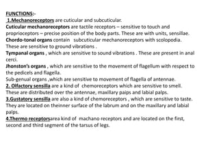 FUNCTIONS:-
1.Mechanoreceptors are cuticular and subcuticular.
Cuticular mechanoreceptors are tactile receptors – sensitive to touch and
proprioceptors – precise position of the body parts. These are with units, sensillae.
Chordo-tonal organs contain subcuticular mechanoreceptors with scolopodia.
These are sensitive to ground vibrations .
Tympanal organs , which are sensitive to sound vibrations . These are present in anal
cerci.
Jhonston’s organs , which are sensitive to the movement of flagellum with respect to
the pedicels and flagella.
Sub-genual organs ,which are sensitive to movement of flagella of antennae.
2. Olfactory sensilla are a kind of chemoreceptors which are sensitive to smell.
These are distributed over the antennae, maxillary paips and labial palps.
3.Gustatory sensilla are also a kind of chemoreceptors , which are sensitive to taste.
They are located on theinner surface of the labrum and on the maxillary and labial
palps.
4.Thermo receptorsarea kind of machano receptors and are located on the first,
second and third segment of the tarsus of legs.
 