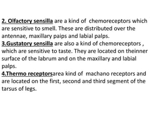 2. Olfactory sensilla are a kind of chemoreceptors which
are sensitive to smell. These are distributed over the
antennae, maxillary paips and labial palps.
3.Gustatory sensilla are also a kind of chemoreceptors ,
which are sensitive to taste. They are located on theinner
surface of the labrum and on the maxillary and labial
palps.
4.Thermo receptorsarea kind of machano receptors and
are located on the first, second and third segment of the
tarsus of legs.
 