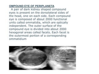 OMPOUND EYE OF PERIPLANETA
A pair of dark kidney shaped compound
eyes is present on the dorsolateral sides of
the head, one on each side. Each compound
eye is composed of about 2000 functional
units called ommatidia, which are optically
independent. The outer surface of the
compound eye is divided into about 2000
hexagonal areas called facets. Each facet is
the outermost portion of a corresponding
ommatidium
 