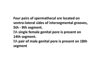 Four pairs of spermathecal are located on
ventro-lateral sides of intersegmental grooves,
5th - 9th segment.
A single female genital pore is present on
14th segment.
A pair of male genital pore is present on 18th
segment
 