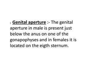 ) Genital aperture :- The genital
aperture in male is present just
below the anus on one of the
gonapophyses and in females it is
located on the eigth sternum.
 