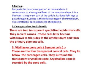 1.Cornea:-
Cornea is the outer most part of an ommatidium .It
corresponds to a hexagonal facet of the compound eye. It is a
biconvex transparent part of the cuticle. It allows light rays to
pass through it.Cornea is the refractive region of ommatidium.
It is secreted by specialised cells of epidermis.
These are two transparent specialised epidermal cells.
They secrete cornea . These cells later become
withdrawn to the sides of the ommatidium and form
the primary pigment cells.
2. Caneagen cells or Lenticular cells
3. Vitrillae or cone cells ( Semper cells ) :-
These are the four transparent conical cells. They lie
below the corneagen cells. They surround the
transparent crystalline cone. Cryastalline cone is
secreted by the cone cells.
 