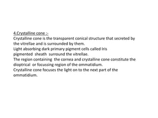 4.Crystalline cone :-
Crystalline cone is the transparent conical structure that secreted by
the vitrellae and is surrounded by them.
Light absorbing dark primary pigment cells called Iris
pigmented sheath surround the vitrellae.
The region containing the cornea and crystalline cone constitute the
dioptrical or focussing region of the ommatidium.
Crystalline cone focuses the light on to the next part of the
ommatidium.
 