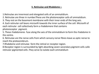 1.Retinulae are innermost and elongated cells of an ommatidium.
2. Retinulae are three in number.These are the photoreceptor cells of ommatidium.
3. They rest on the basement membrane with their inner ends of the long axis.
4. Each retinular cell bears microvilli towards the inner surface of the cell. Microvilli of
each retinular cell collectively form a rhabdomere that contains
photoreceptor pigment.
5. These rhabdomeres fuse along the axis of the ommatidium to form the rhabdome in
the centre.
6. Retinulae are the nerve cells from which sensory nerve fibres leave as optic nerve to
reach the protocerebrum.
7.Rhabdome and retinulae form the retinal or receptor region.
8.Receptor region is surrounded by light absorbing seven secondary pigment cells calle
retinular pigmented cells .They serve to isolate each ommatidium
5. Retinulae and Rhabdome :-
 