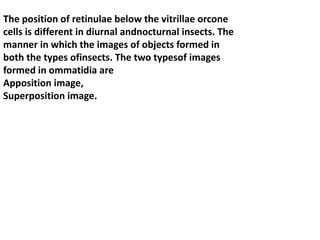 The position of retinulae below the vitrillae orcone
cells is different in diurnal andnocturnal insects. The
manner in which the images of objects formed in
both the types ofinsects. The two typesof images
formed in ommatidia are
Apposition image,
Superposition image.
 