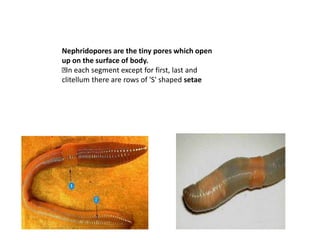 Nephridopores are the tiny pores which open
up on the surface of body.
In each segment except for first, last and
clitellum there are rows of 'S' shaped setae
 