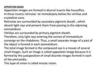 APPOSITION IMAGE
Apposition images are formed in diurnal insects like houseflies.
In these insects retinulae lie immediately below the vitrillae and
crystalline cone.
Retinulae are surrounded by secondary pigment sheath , which
absorb light rays and prevent them from passing to the adjoining
ommatidium.
Vitrillae are surrounded by primary pigment sheath.
Therefore, only light rays entering the cornea of ommatidium
converge on the rhabdome. Thus, a small separate image of a part of
the object is formed in each ommatidium.
The total image formed in the compound eye is a mosaic of several
small images. Such an image is called apposition image because it is
formed by the juxtaposition of small discrete images formed in each
of the ommatidia.
This type of vision is called mosaic vision.
 