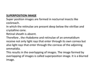 SUPERPOSITION IMAGE
Super position images are formed in nocturnal insects like
cockroach.
In which the retinulae are present deep below the vitrillae and
crystalline cone.
Retinal sheath is absent.
Therefore , the rhabdome and retinulae of an ommatidium
receive not only light rays that enter through its own cornea but
also light rays that enter through the corneas of the adjoining
ommatidia.
This results in the overlapping of images. The image formed by
overlapping of images is called superposition image. It is a blurred
image.
 