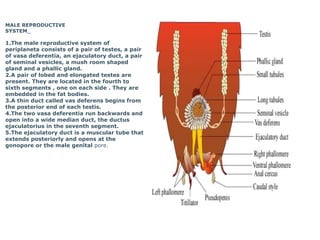 MALE REPRODUCTIVE
SYSTEM
1.The male reproductive system of
periplaneta consists of a pair of testes, a pair
of vasa deferentia, an ejaculatory duct, a pair
of seminal vesicles, a mush room shaped
gland and a phallic gland.
2.A pair of lobed and elongated testes are
present. They are located in the fourth to
sixth segments , one on each side . They are
embedded in the fat bodies.
3.A thin duct called vas deferens begins from
the posterior end of each testis.
4.The two vasa deferentia run backwards and
open into a wide median duct, the ductus
ejaculatorius in the seventh segment.
5.The ejaculatory duct is a muscular tube that
extends posteriorly and opens at the
gonopore or the male genital pore.
 
