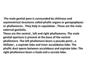 .The male genital pore is surrounded by chitinous and
asymmetrical structures called phallic organs or gonapophyses
or phallomeres . They help in copulation . These are the male
external genitalia.
These are the ventral , left and right phallomeres. The male
genital aperture is present at the base of the ventral
phallomere. The left phallomere bears a pseudo penis , a
titillator , a aspirate lobe and inner acculobolus lobe. The
phallic duct opens between acculobous and aspirate lobe. The
right phallomere bears a hook and a serrate lobe.
 